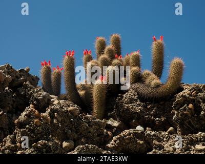 Un cactus sauvage dans la baie de Magdalena Isla Santa Margarita baja california sur Banque D'Images