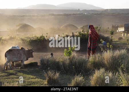 Tanzanie, région d'Arusha, Malanja, retour du bétail au village pour la nuit le bétail est retourné dans les enclos chaque soir pour prévenir les attaques de prédateurs plusieurs ONG travaillent sur la cohabitation homme/faune pour réduire les conflits Banque D'Images