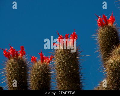 Un cactus sauvage dans la baie de Magdalena Isla Santa Margarita baja california sur Banque D'Images