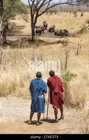 Tanzanie, faune, WMA (zone de gestion de la faune) de Randilen, deux Massai observant des éléphants au point d’eau Banque D'Images