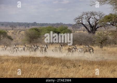 Tanzanie, Randilen WMA (zone de gestion de la faune), district de Monduli, région d'Arusha Un troupeau de zèbres galopants Banque D'Images