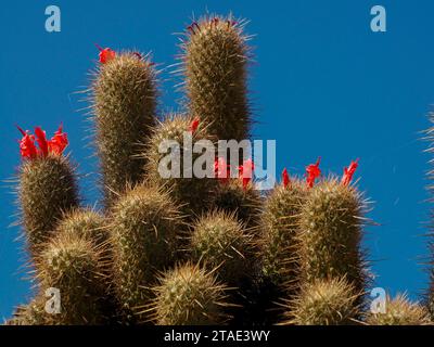 Un cactus sauvage dans la baie de Magdalena Isla Santa Margarita baja california sur Banque D'Images