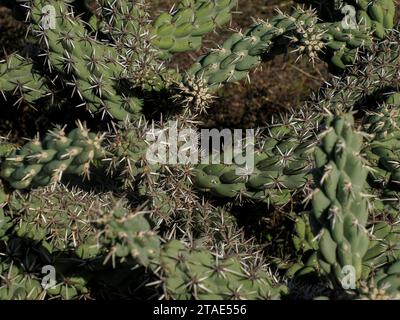 Un cactus sauvage dans la baie de Magdalena Isla Santa Margarita baja california sur Banque D'Images