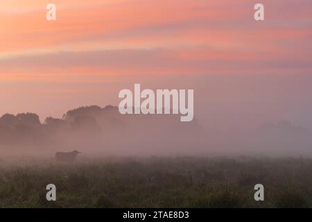 France, somme (80), Baie de somme, Noyelles-sur-mer, Highland bovins dans la brume aux premières heures du matin dans le pâturage à Noyelles, dans les polders, alors que la brume monte du sol. Banque D'Images