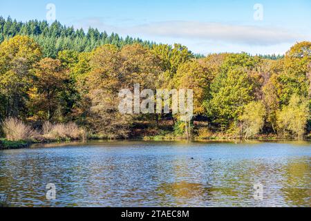 Couleurs d'automne dans la forêt royale de Dean - Cannop Ponds, Gloucestershire, Angleterre Royaume-Uni Banque D'Images