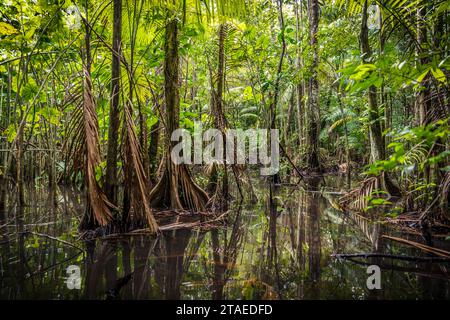 France, Guyane française, Rémire-Montjoly, Vidal Mondélice sentier Banque D'Images