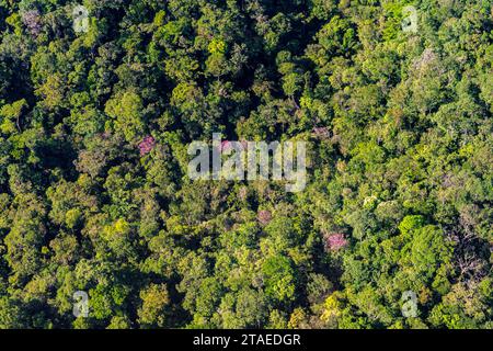 France, Guyane française, vue aérienne de la forêt amazonienne (vue aérienne) Banque D'Images