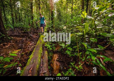 France, Guyane, Saint-Georges, randonnée dans la forêt domaniale de Régina jusqu’à l’inselberg savane-roche Virginie, le seul accessible depuis la côte Banque D'Images