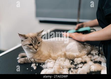 Vue de face du coiffeur professionnel méconnaissable effectue le toilettage du chat en cisaillant les cheveux avec une tondeuse électrique. Tondeuse à gazon pour femmes Banque D'Images