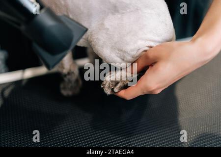 Gros plan recadré de la patte de séchage méconnaissable d'un adorable chat chauve avec sèche-cheveux après le rasage et le bain dans le salon de toilettage. Banque D'Images