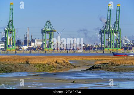 Port d'Anvers une brèche dans la digue créant un marais salant dans l'estuaire de l'Escaut occidental à la réserve naturelle Prosperpolder, Flandre orientale, Belgique Banque D'Images