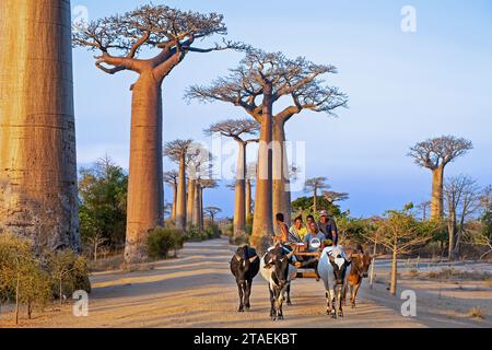 Avenue des Baobabs, les baobabs de Grandidier bordant la route non pavée No.8 entre Morondava et Belon'i Tsiribihina, Menabe, hauts plateaux centraux, Madagascar Banque D'Images