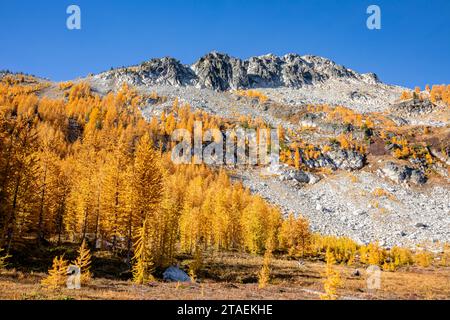 WA23846-00...WASHINGTON - Mélèze poussant sur la crête de Sawtooth dans la forêt nationale Okanogan-Wenatchee. Banque D'Images