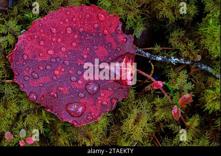 Une feuille de Aspen de couleur rouge recouverte de gouttes de pluie Banque D'Images