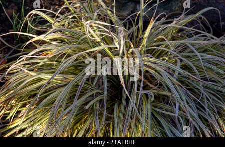 Carex oshimensis Evergold herbe ornementale japonaise carex gelée matin de novembre Banque D'Images