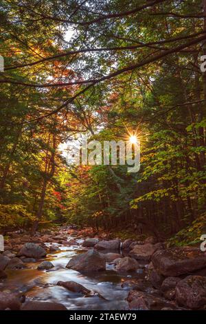 Les rayons de soleil dorés filtrent à travers une canopée d'arbres et illuminent l'eau claire d'un ruisseau de montagne alors qu'il descend un lit rocheux de ruisseau. Banque D'Images