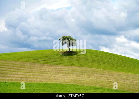 Paysage de printemps avec arbre solitaire sur une colline en Toscane, Italie Banque D'Images