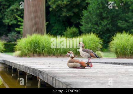 Couple oies égyptiennes. L'oie égyptienne est un membre africain de la famille des canards Anatidae. Ils vivent dans un jardin public appelé ou Stuyvenberg près de Lae Banque D'Images
