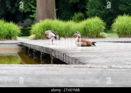 Couple oies égyptiennes. L'oie égyptienne est un membre africain de la famille des canards Anatidae. Ils vivent dans un jardin public appelé ou Stuyvenberg près de Lae Banque D'Images