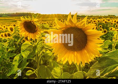 champ plein de tournesols au soleil. Grande fleur de tournesol jaune au premier plan en été. Pétales et tiges de fleurs vertes de la culture. Banque D'Images