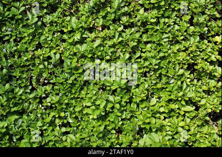 Feuille de buisson vert dans le jardin. Arrière-plan naturel. Banque D'Images