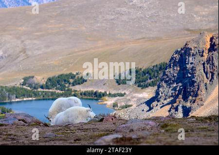 Deux chèvres de montagne sur l'autoroute Beartooth. Banque D'Images