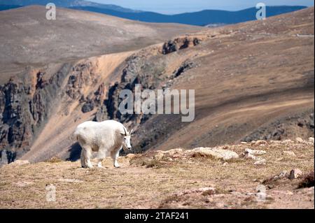 Chèvre de montagne sur l'autoroute Beartooth Banque D'Images