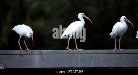 Ibis blanc américain sur une jetée au parc Kapok à Clearwater en Floride Banque D'Images