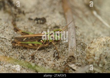 Gros plan sur la sauterelle tachetée. Myrmeleotettix maculatus assis sur le sol Banque D'Images