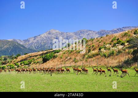 L'élevage de cerfs sur la côte de Kaikoura, Kaikoura, Canterbury, Région de l'île du Sud, Nouvelle-Zélande Banque D'Images