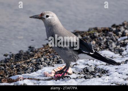 Un casse-noix Clark mange sur la rive du lac Paulina en Oregon. Banque D'Images