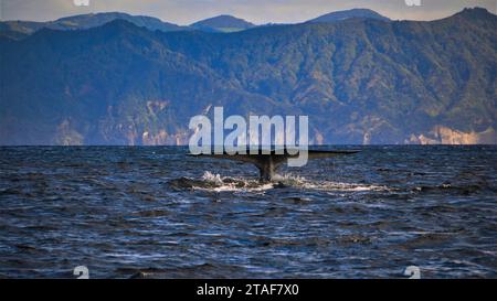 Hasard d'un énorme baleine bleue se dressant au-dessus de la mer avec les montagnes de l'île de Sao Miguel en arrière-plan Banque D'Images