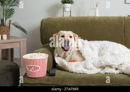 Chien Labrador mignon avec seau de pop-corn et télécommande de télévision couché sur le canapé dans le salon Banque D'Images
