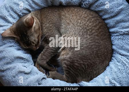 Mignon chat abyssinien couché sur le lit pour animaux de compagnie à la maison Banque D'Images