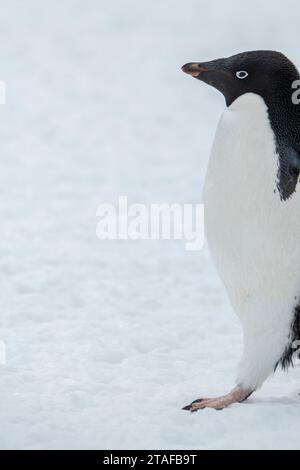 Antarctique, Brown Bluff. Pingouins solitaires Adélie (Pygoscelis adeliae) sur la neige. Banque D'Images