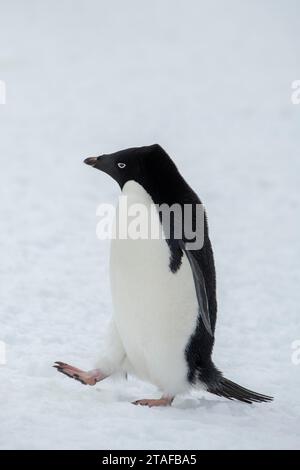 Antarctique, Brown Bluff. Pingouins solitaires Adélie (Pygoscelis adeliae) sur la neige. Banque D'Images