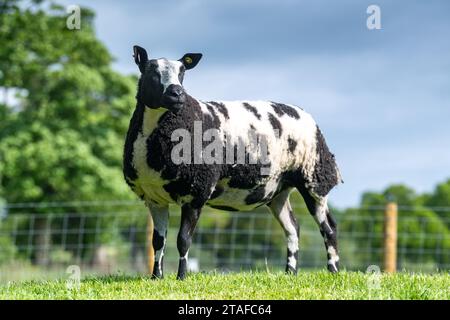 Pedigree néerlandais mouton tacheté dans un champ. Cumbria, Royaume-Uni. Banque D'Images