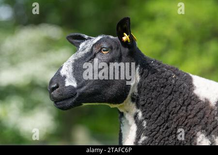 Pedigree néerlandais mouton tacheté dans un champ. Cumbria, Royaume-Uni. Banque D'Images