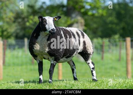 Pedigree néerlandais mouton tacheté dans un champ. Cumbria, Royaume-Uni. Banque D'Images