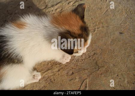 photo brute non éditée d'un gros plan à la lumière naturelle d'un chaton mangeant de la nourriture. Banque D'Images