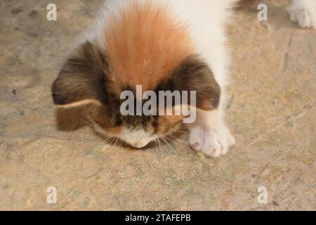 photo brute non éditée d'un gros plan à la lumière naturelle d'un chaton mangeant de la nourriture. Banque D'Images