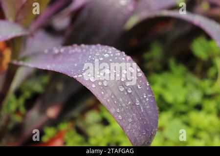 Dewy Purple Heart feuilles Banque D'Images