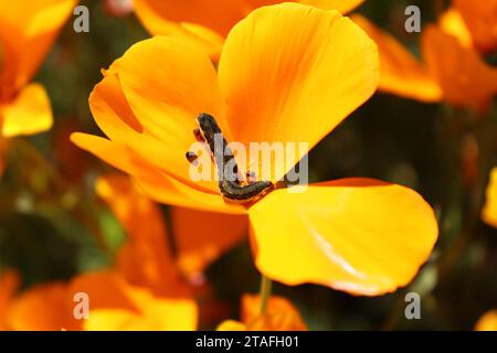 Caterpillar mange des coquelicots de Californie Banque D'Images