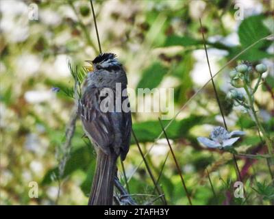 Songful White Crown Sparrow Banque D'Images