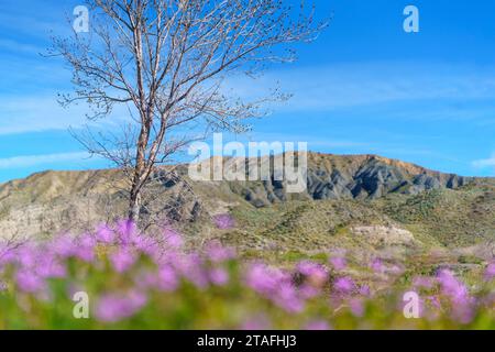 Vue sur les montagnes et un arbre avec des fleurs sauvages violettes au premier plan à la Mission Creek Preserve à Desert Hot Springs, Californie Banque D'Images