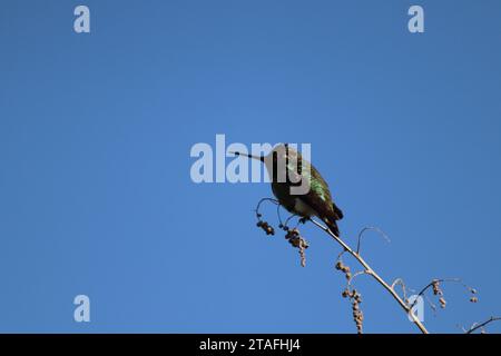 Anna's Hummingbird on the Tree Top Banque D'Images