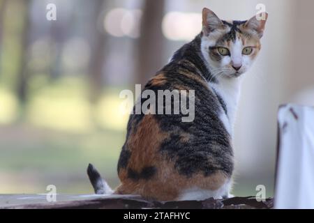 Chat coloré avec fond Bangkok Banque D'Images