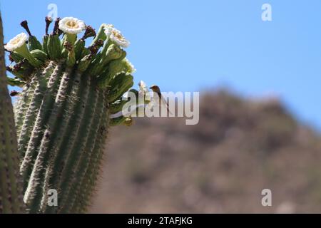 Desert Bird : Cactus Wren sur Cactus Banque D'Images