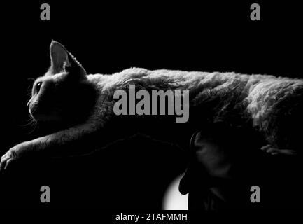 Aventureux Young Cat in action, portrait monochrome de Devon Rex, chaton ludique en noir et blanc Banque D'Images