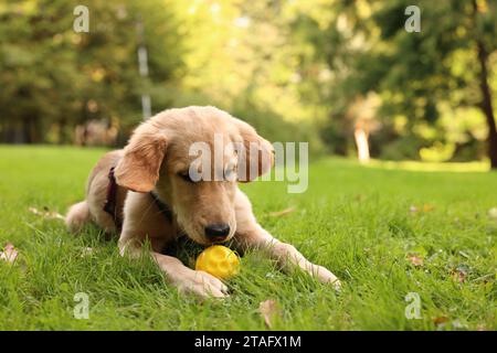 Mignon Labrador Retriever chiot jouant avec la balle sur l'herbe verte dans le parc, espace pour le texte Banque D'Images